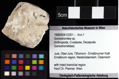 Foto (Objket + Etiketten) von Goniodromites sp. 